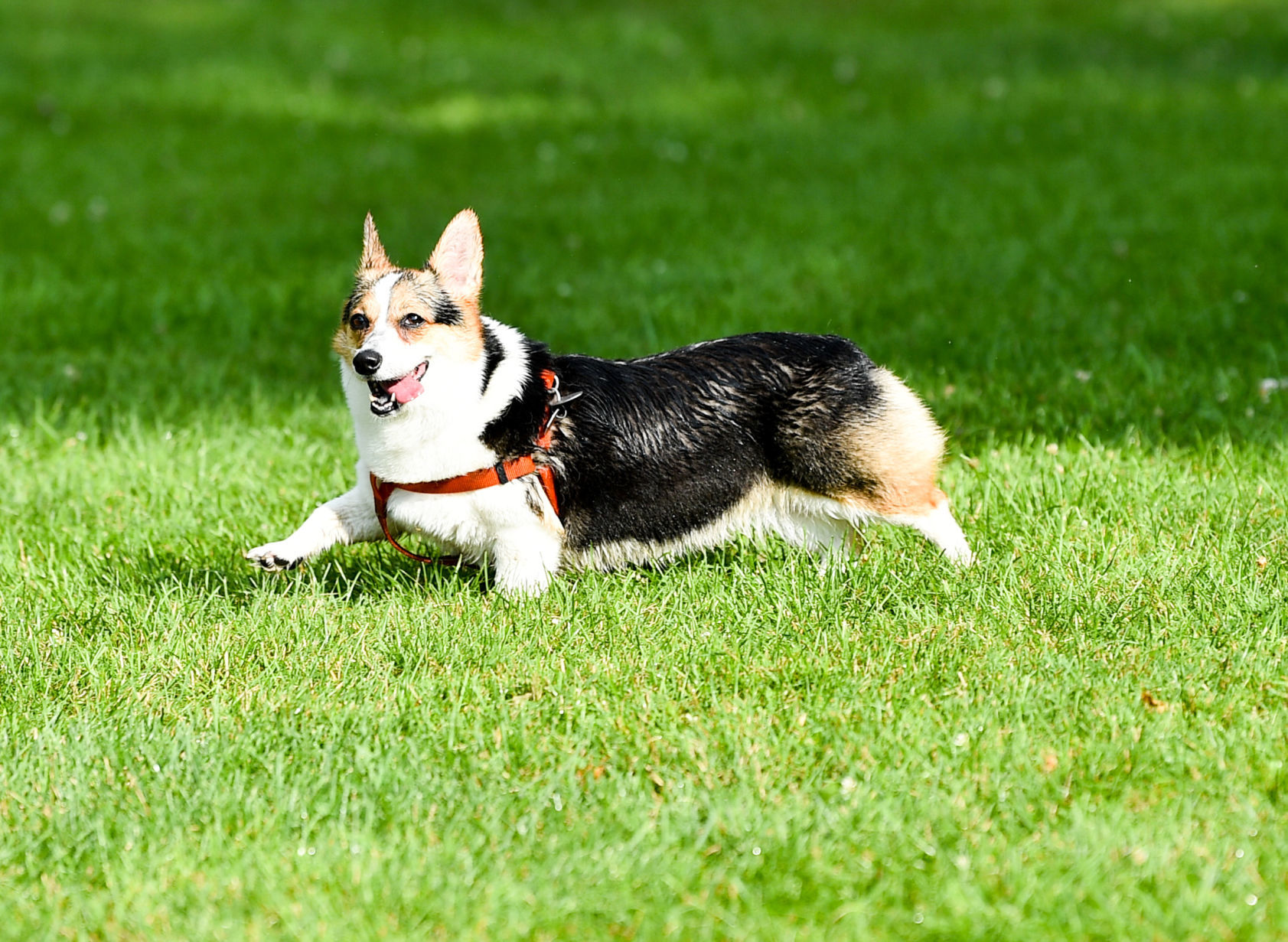 071019-mda-nws-dogpark-014a.JPG